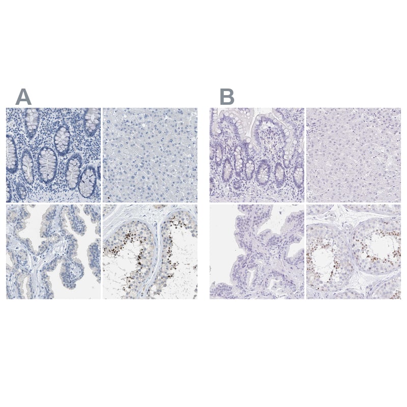 Immunohistochemistry-Paraffin EQTN Antibody - BSA Free