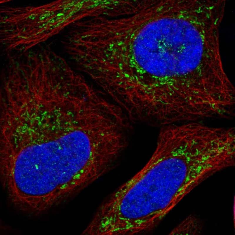 Staining of human cell line U-2 OS shows positivity in mitochondria.