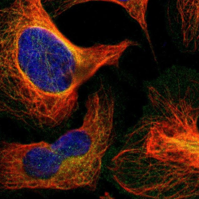 Staining of human cell line U-2 OS shows localization to plasma membrane & microtubules.