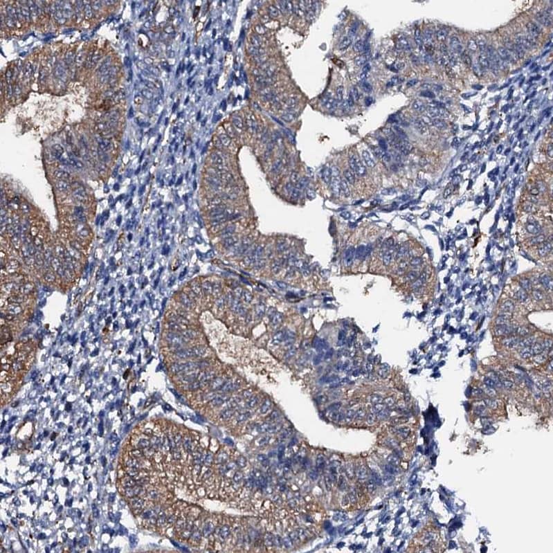 Staining of human endometrium shows weak membranous-cytoplasmic positivity in glandular cells.