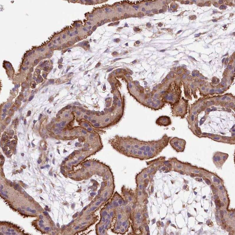 Staining of human placenta shows strong cytoplasmic positivity in trophoblastic cells.
