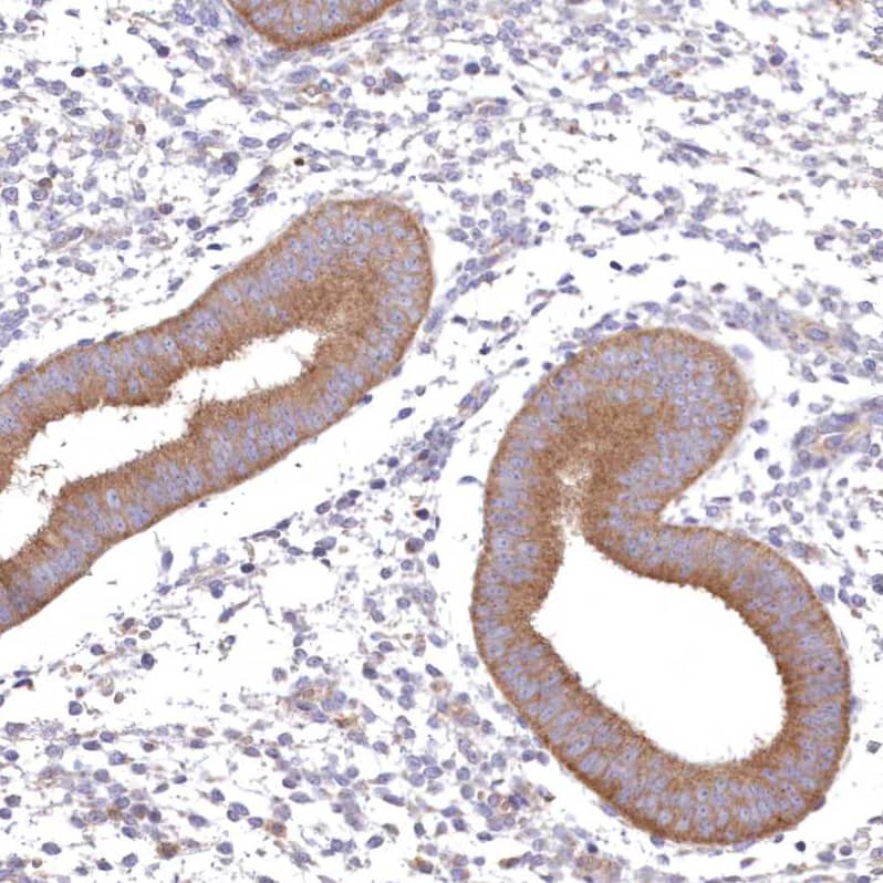 Staining of human endometrium shows moderate cytoplasmic positivity in glandular cells.