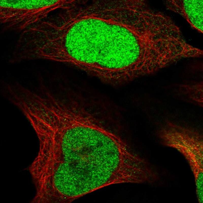 Staining of human cell line U-2 OS shows localization to nucleoplasm.