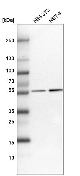 Analysis in mouse cell line NIH-3T3 and rat cell line NBT-II.
