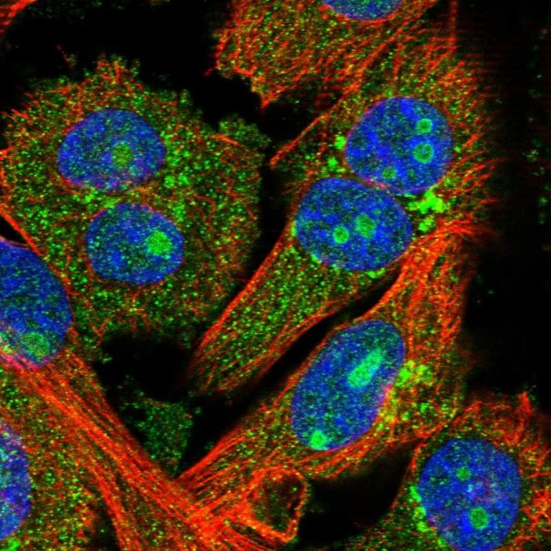 Immunocytochemistry/ Immunofluorescence FEZ2 Antibody - BSA Free