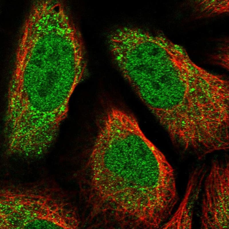 Immunocytochemistry/ Immunofluorescence ARPM1 Antibody - BSA Free