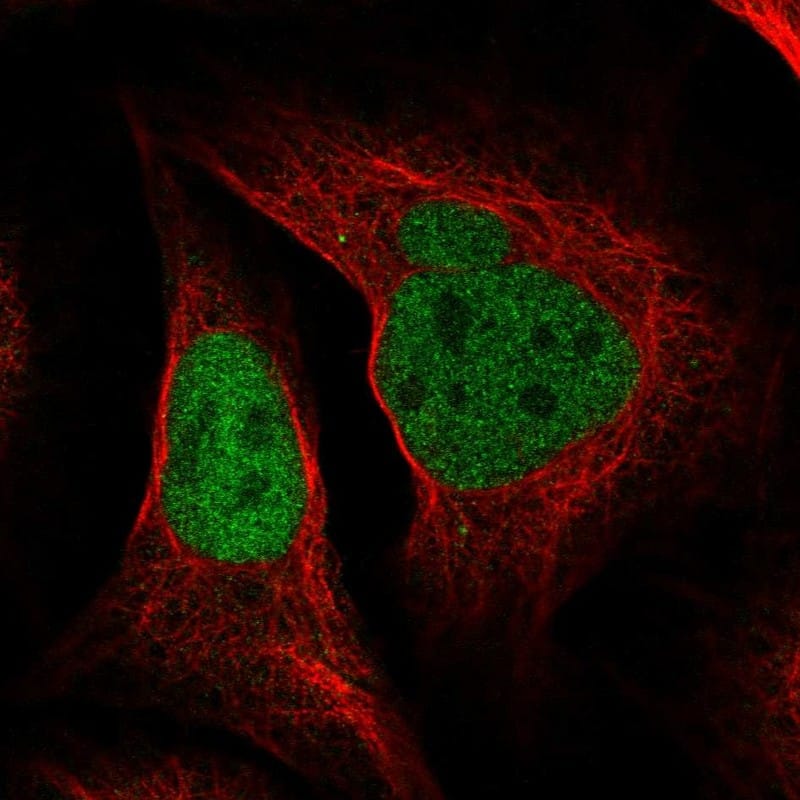 Staining of human cell line U-2 OS shows localization to nucleoplasm.