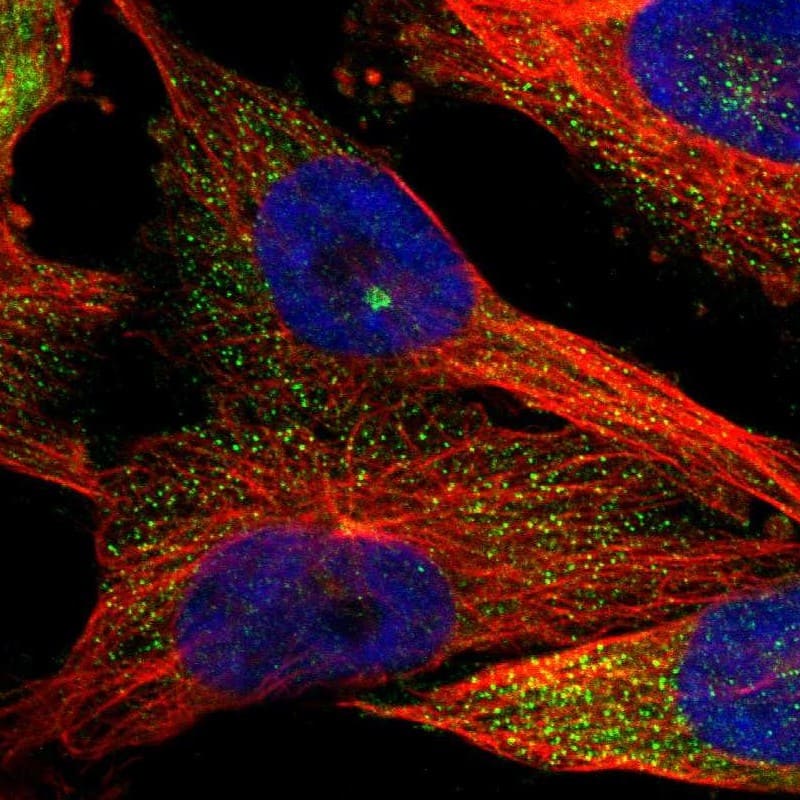 Immunocytochemistry/ Immunofluorescence KIAA0753/MNR Antibody - BSA Free