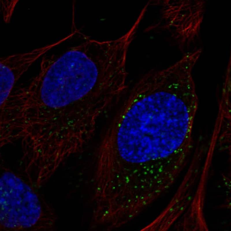 Immunocytochemistry/ Immunofluorescence LAMTOR4 Antibody - BSA Free