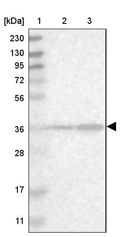 Western Blot SPATC1L Antibody - BSA Free