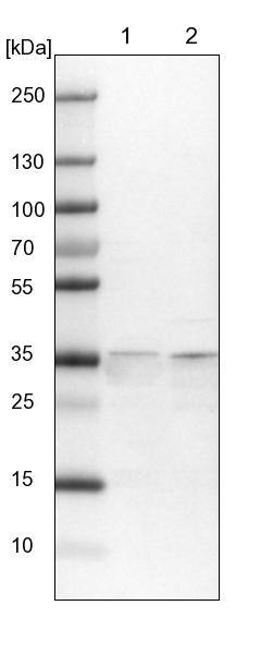 Western Blot SPATC1L Antibody - BSA Free