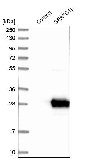 Western Blot SPATC1L Antibody - BSA Free