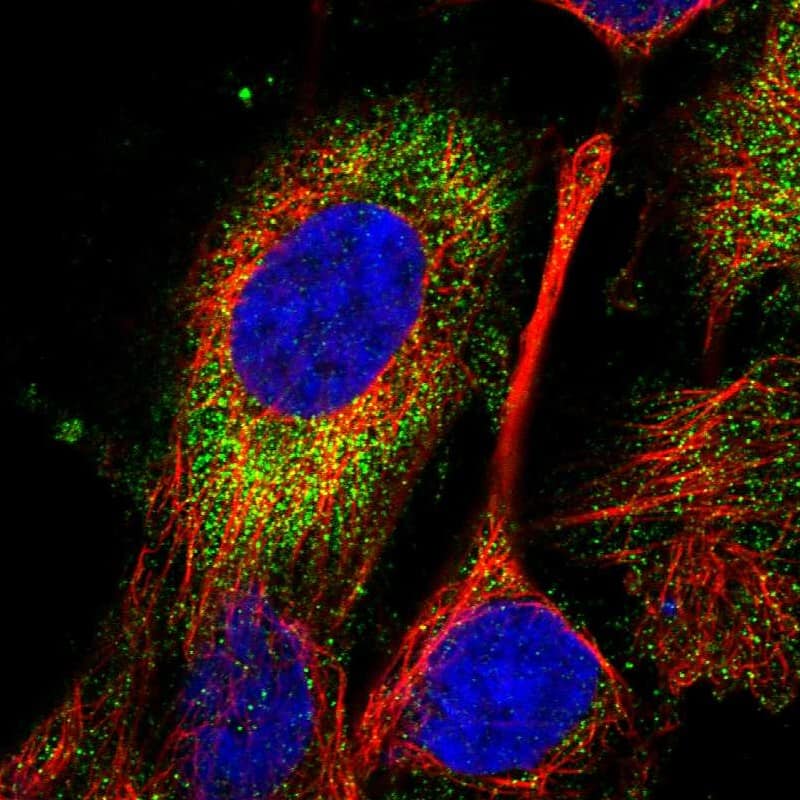 Immunocytochemistry/ Immunofluorescence SPATC1L Antibody - BSA Free