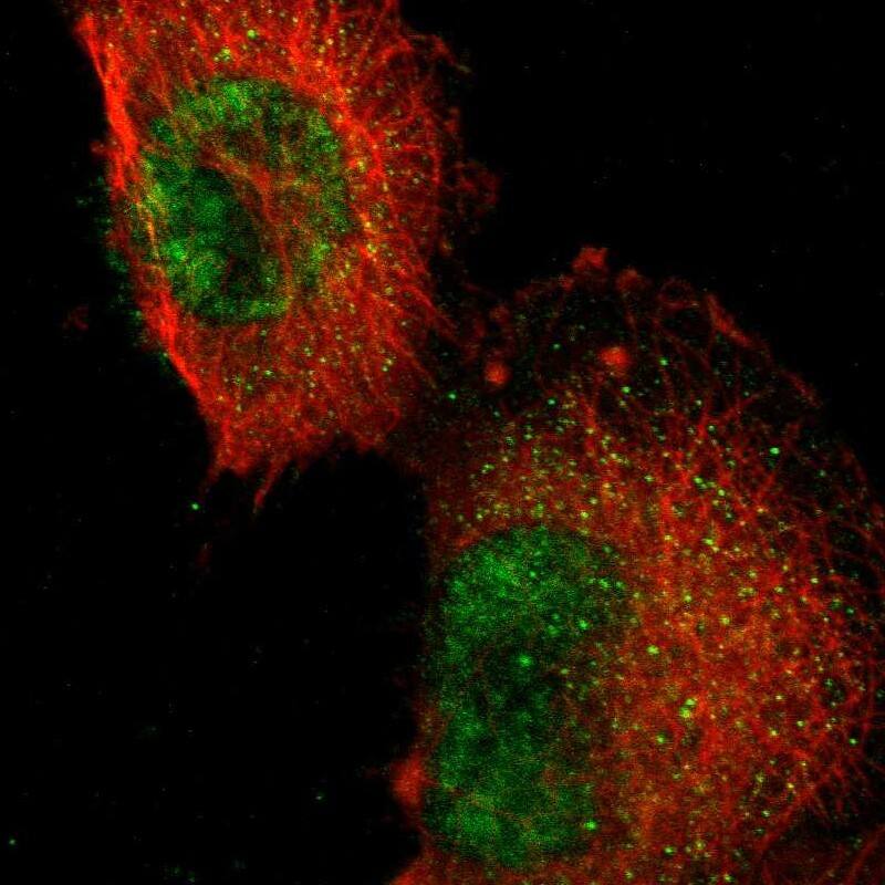 Staining of human cell line U-251 MG shows localization to nucleus.