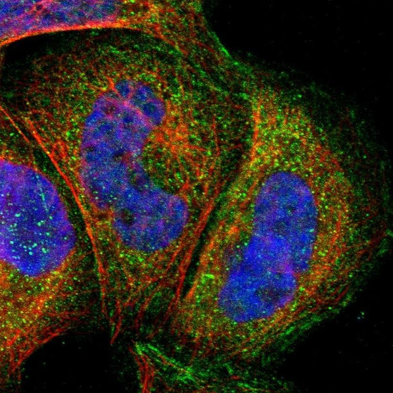 Immunocytochemistry/ Immunofluorescence MLK4 Antibody - BSA Free
