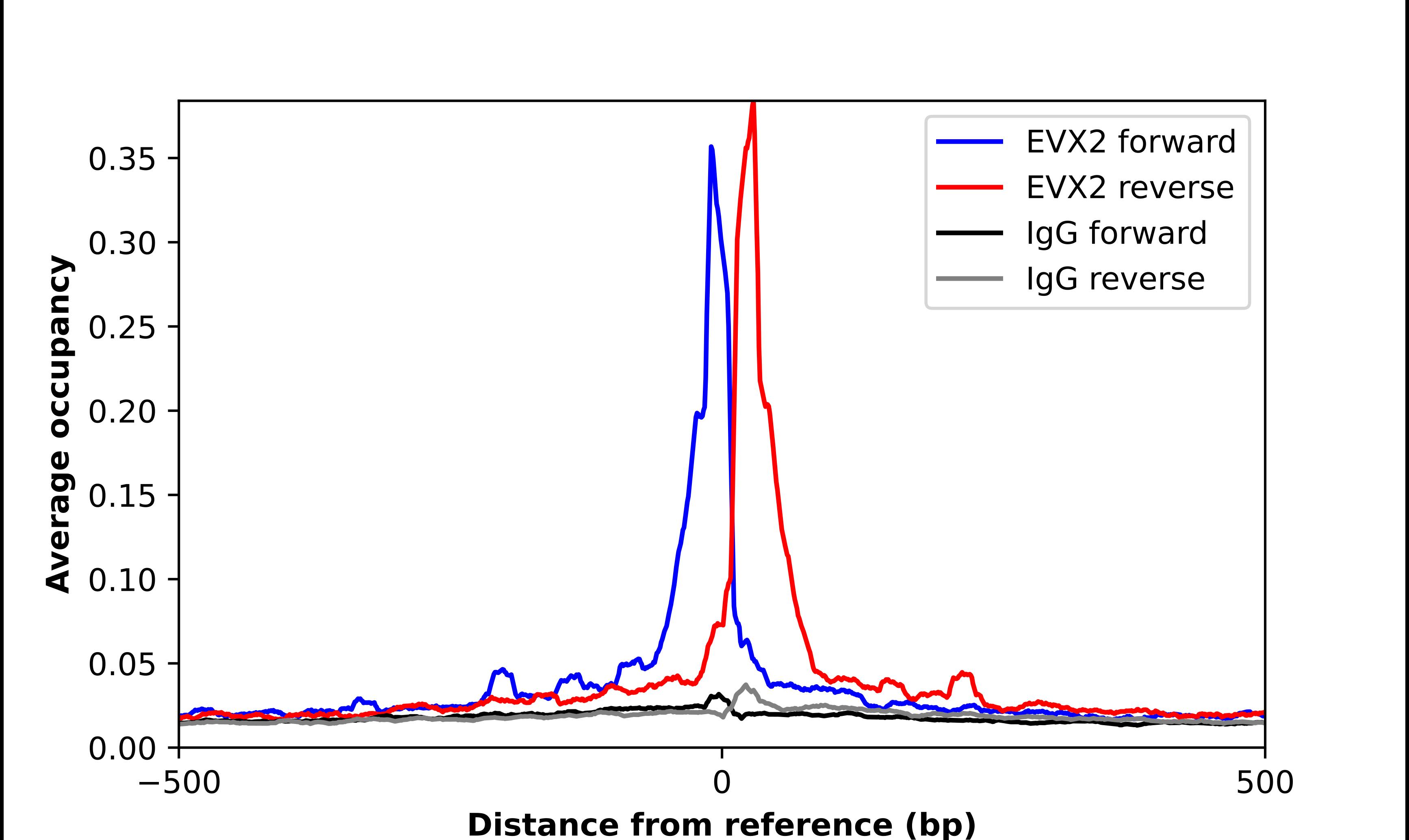 Chromatin Immunoprecipitation EVX2 Antibody - BSA Free