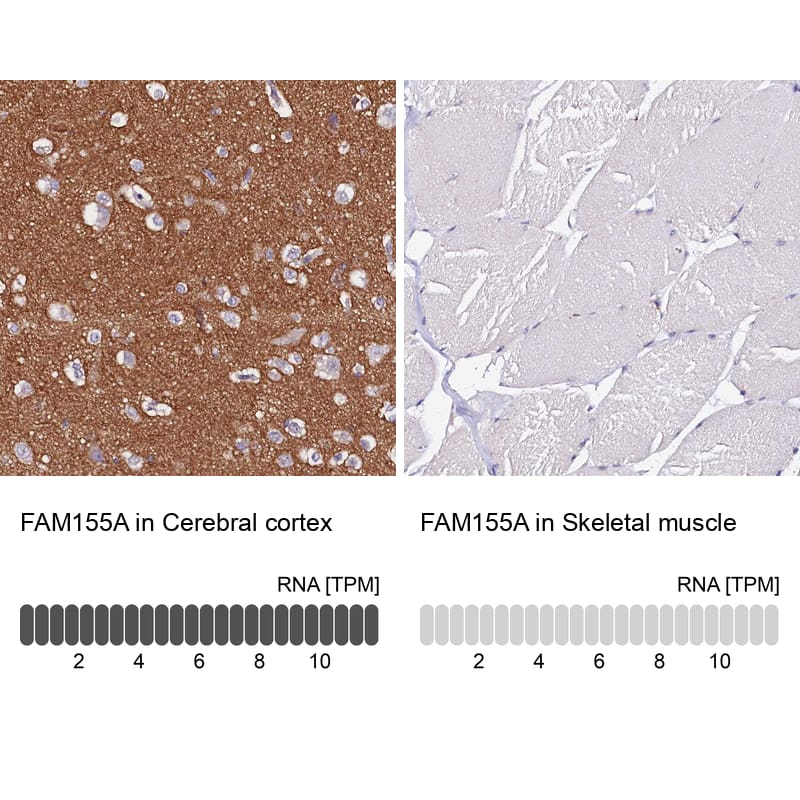 Analysis in human cerebral cortex and skeletal muscle tissues using NBP1-90982 antibody. Corresponding FAM155A RNA-seq data are presented for the same tissues.