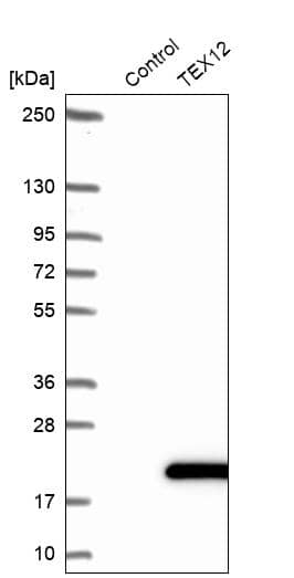 Analysis in control (vector only transfected HEK293T lysate) and TEX12 over-expression lysate (Co-expressed with a C-terminal myc-DDK tag (~3.1 kDa) in mammalian HEK293T cells).