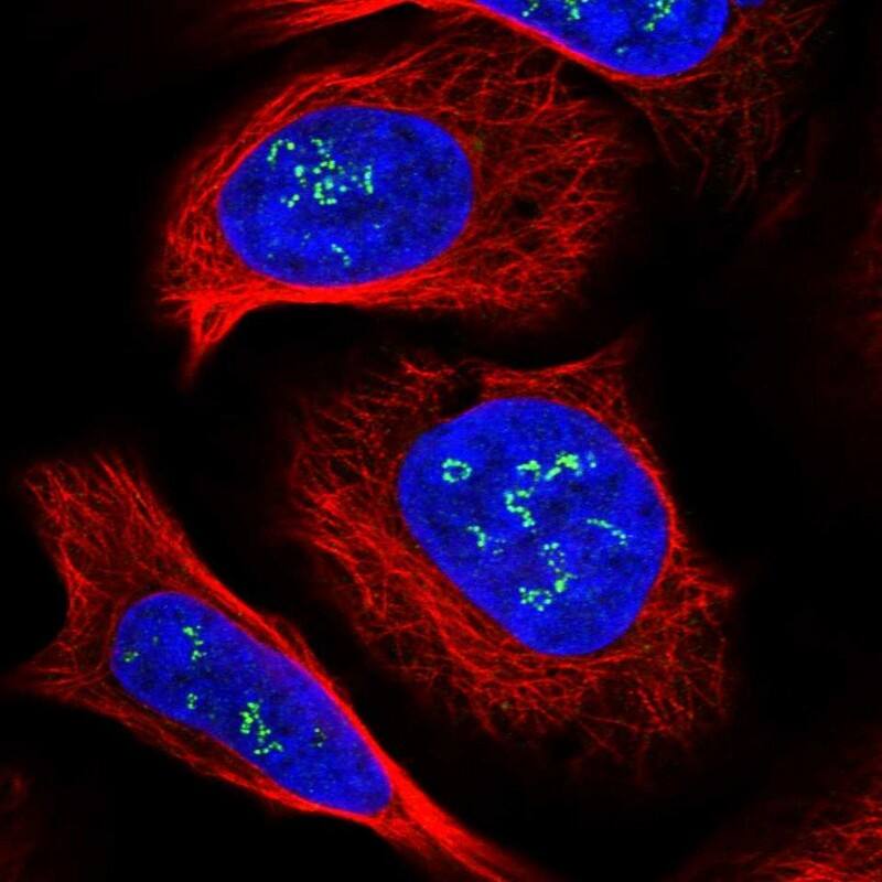 Staining of human cell line U-2 OS shows localization to nucleoli fibrillar center.