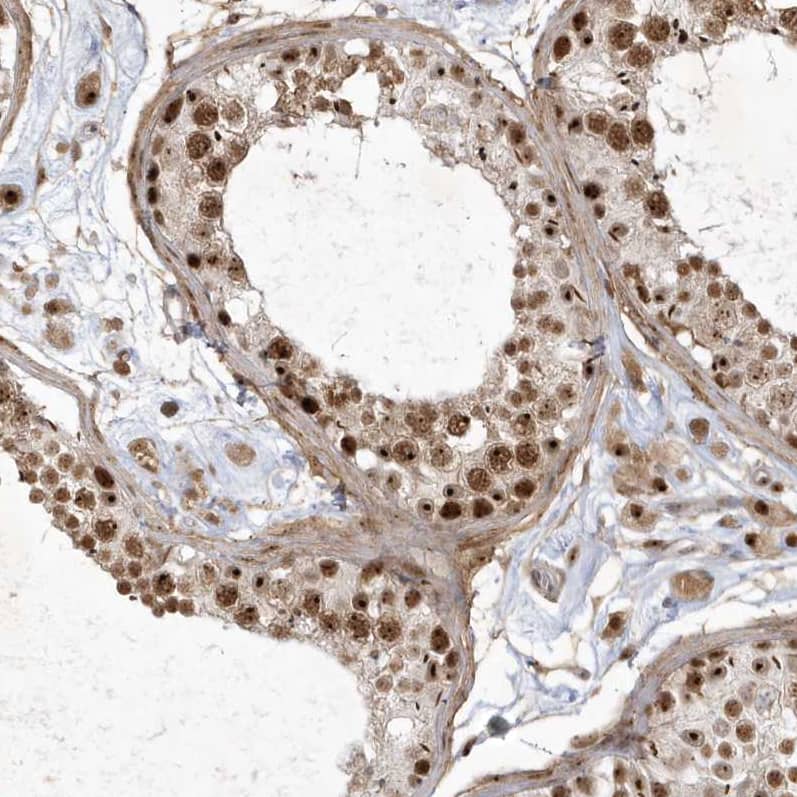 Staining of human testis shows strong nuclear/nucleoli positivity in cells in seminiferous ducts and Leydig cells.