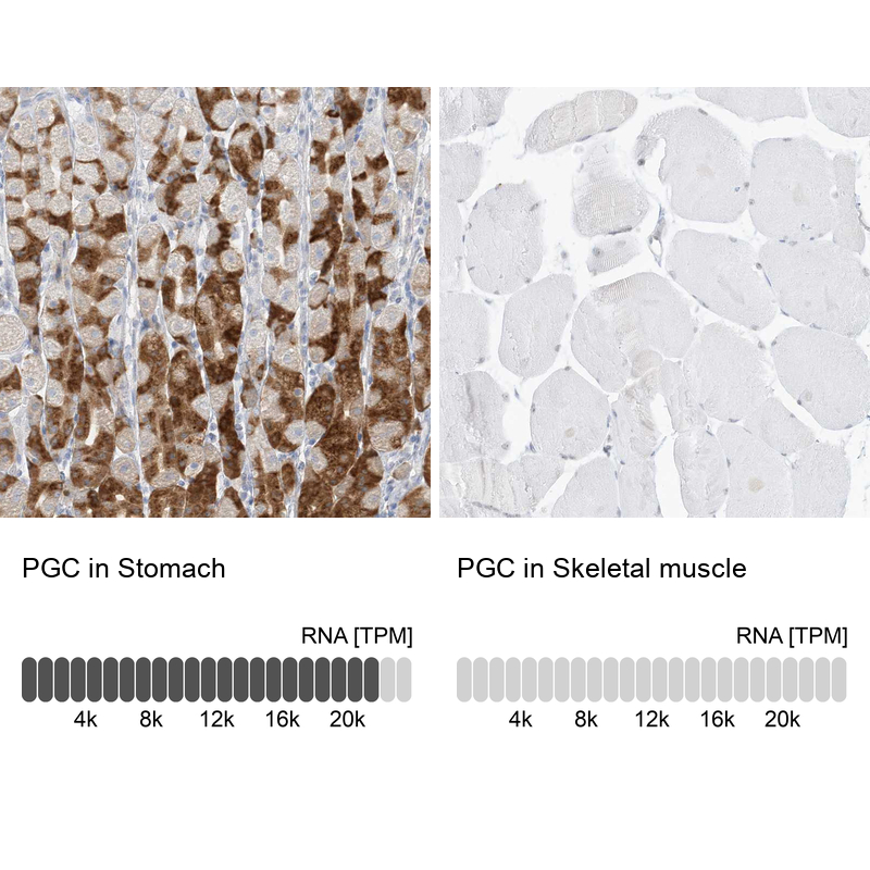 Analysis in human stomach and skeletal muscle tissues. Corresponding RNA-seq data are presented for the same tissues.