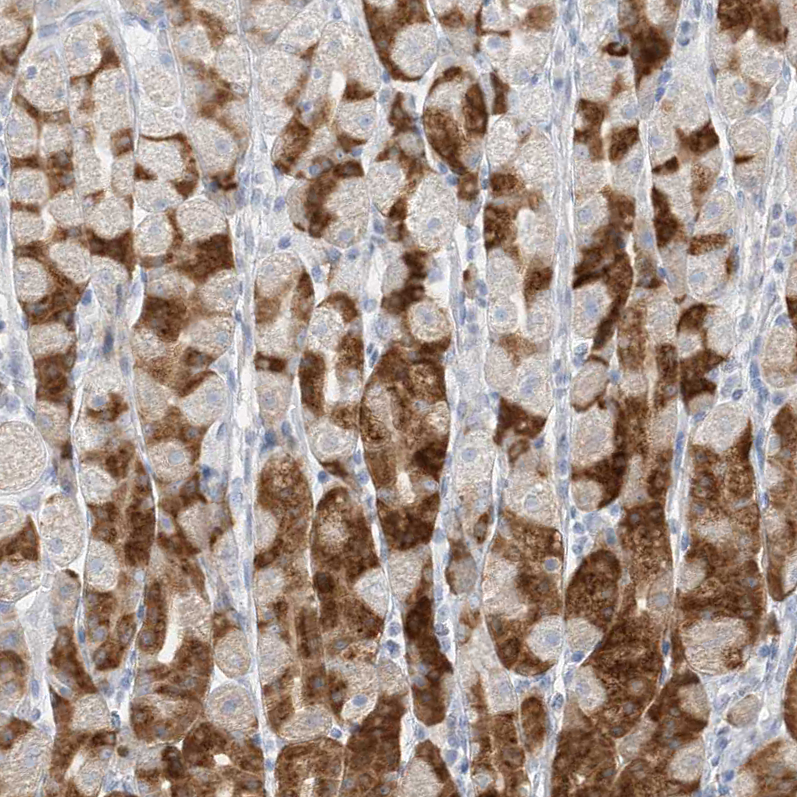 Staining of human stomach shows moderate cytoplasmic positivity in glandular cells.