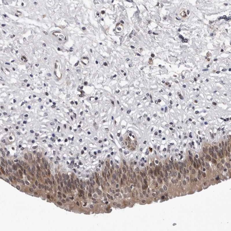 Immunohistochemistry KIAA1614 Antibody - BSA Free
