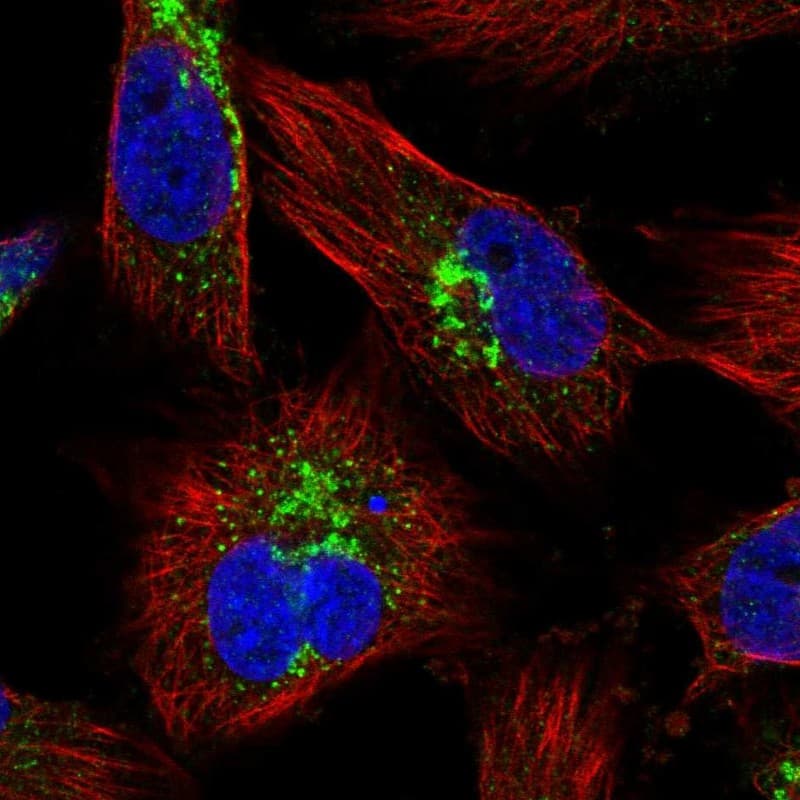 Staining of human cell line U-251 MG shows localization to the Golgi apparatus & vesicles.