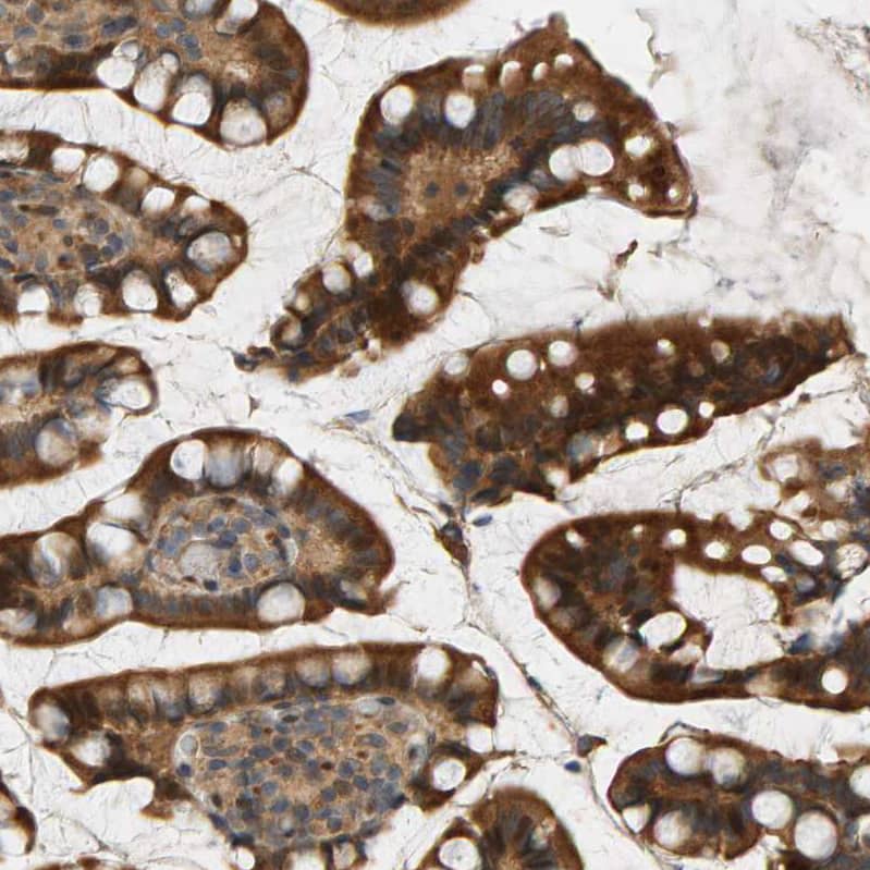 Staining of human small intestine shows strong cytoplasmic positivity in glandular cells.