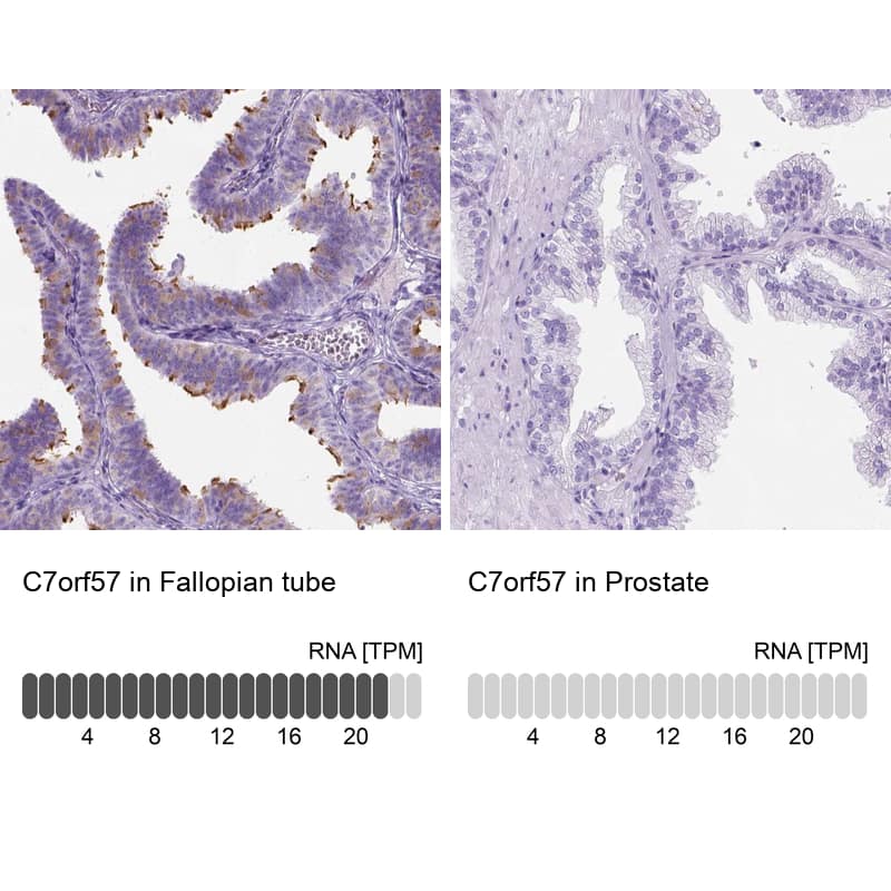 Immunohistochemistry C7orf57 Antibody - BSA Free