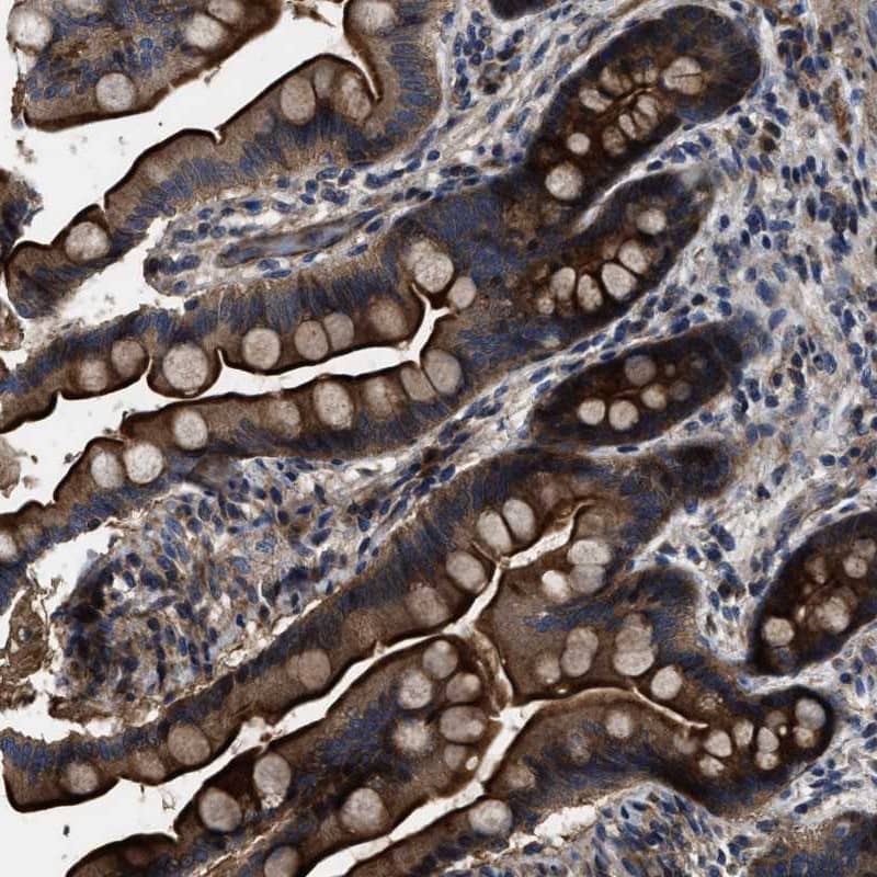 Staining of human small intestine shows strong cytoplasmic positivity in glandular cells.