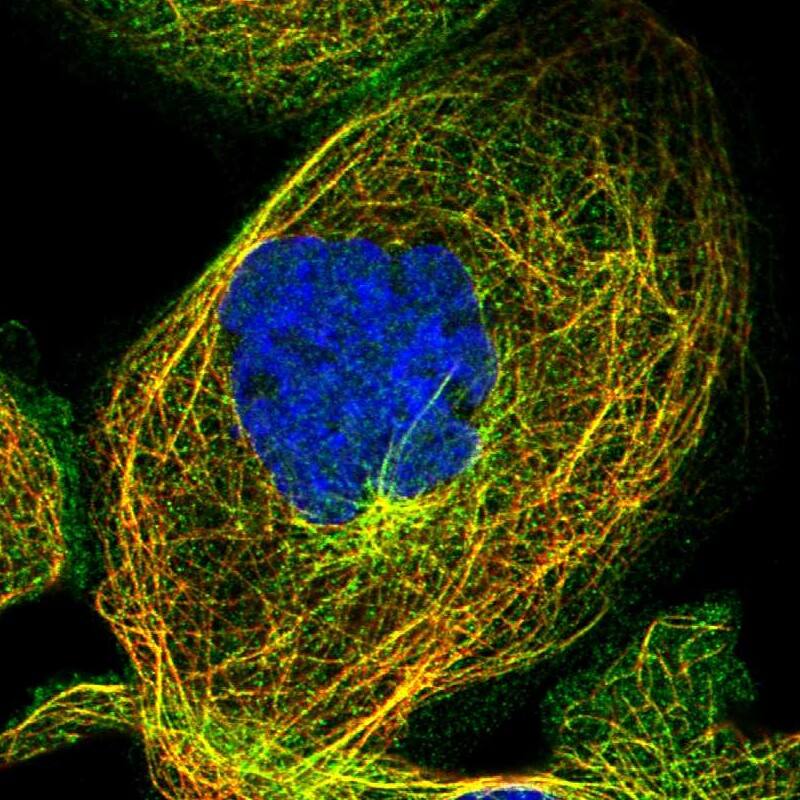 Immunocytochemistry/ Immunofluorescence KIAA1671 Antibody - BSA Free