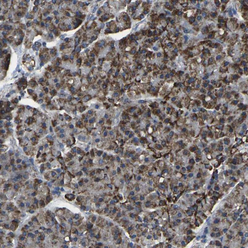 Immunohistochemistry TMEM120B Antibody - BSA Free