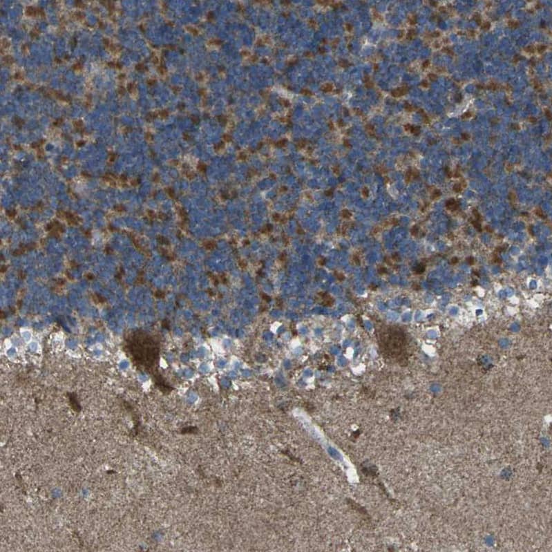 Immunohistochemistry TMEM120B Antibody - BSA Free