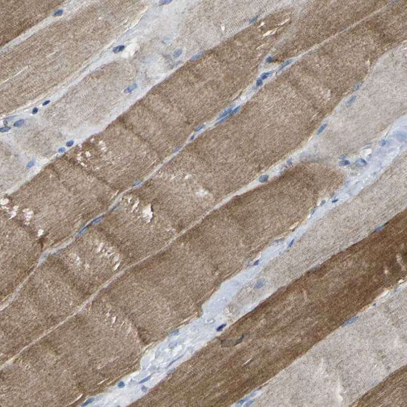 Immunohistochemistry TMEM120B Antibody - BSA Free