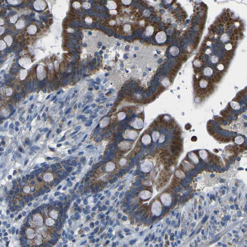 Immunohistochemistry TMEM120B Antibody - BSA Free