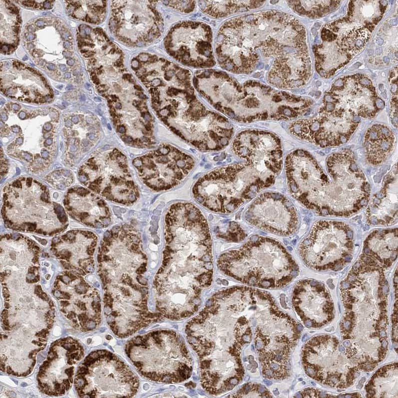 Staining of human kidney shows strong granular cytoplasmic positivity in cells in tubules.