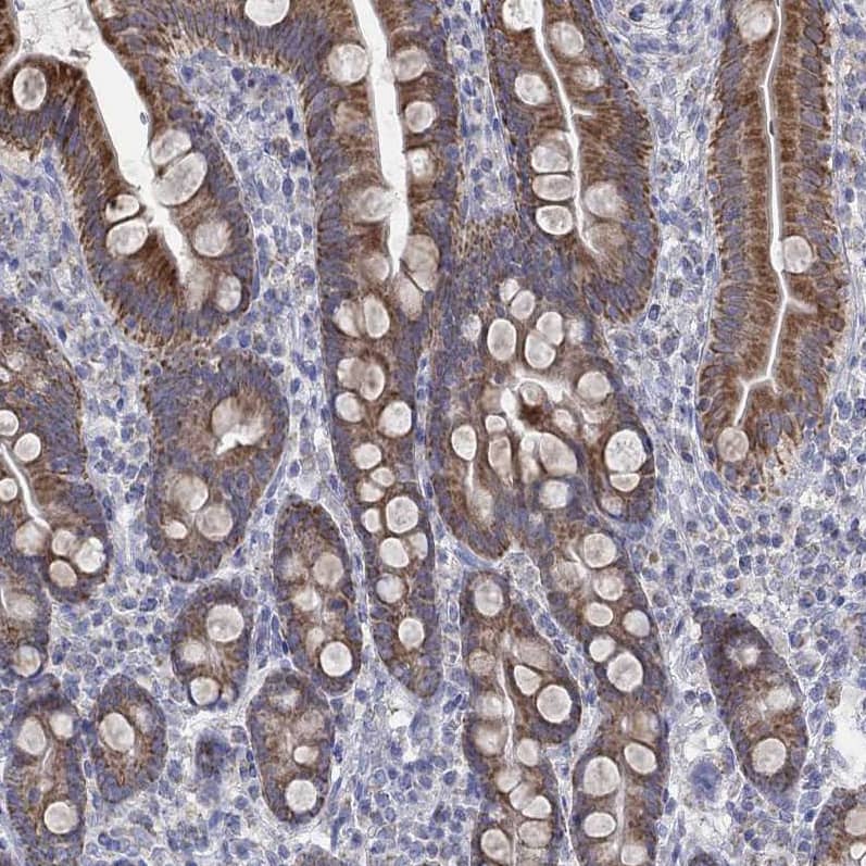 Staining of human small intestine shows strong granular cytoplasmic positivity in glandular cells.