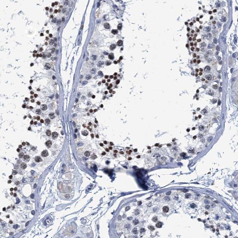 Immunohistochemistry-Paraffin C16orf95 Antibody - BSA Free