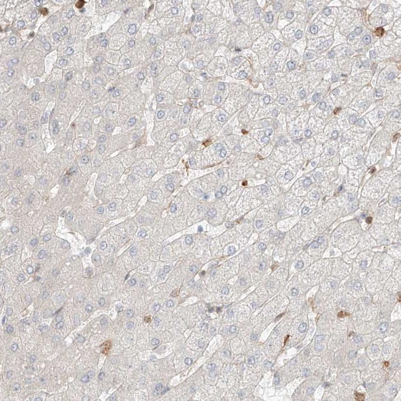 Immunohistochemistry QN1 Antibody - BSA Free