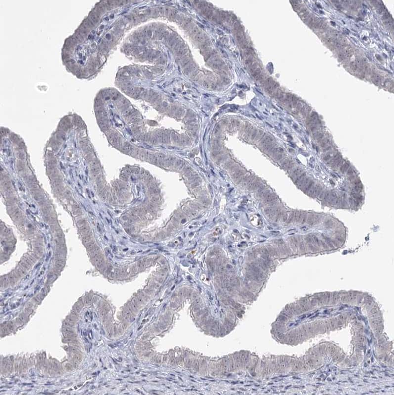 Immunohistochemistry-Paraffin Ly-6G5C Antibody - BSA Free