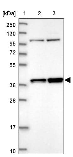 Western Blot FAM131A Antibody - BSA Free