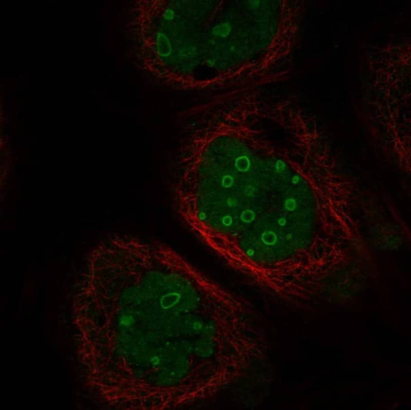 Immunocytochemistry/ Immunofluorescence FAM131A Antibody - BSA Free