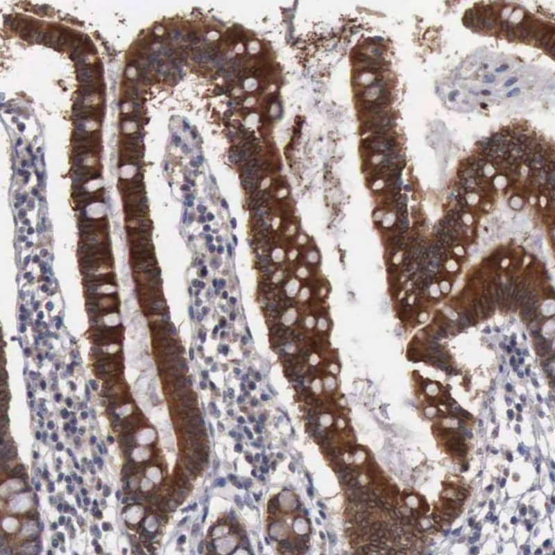 Staining of human small intestine shows strong cytoplasmic positivity in glandular cells.