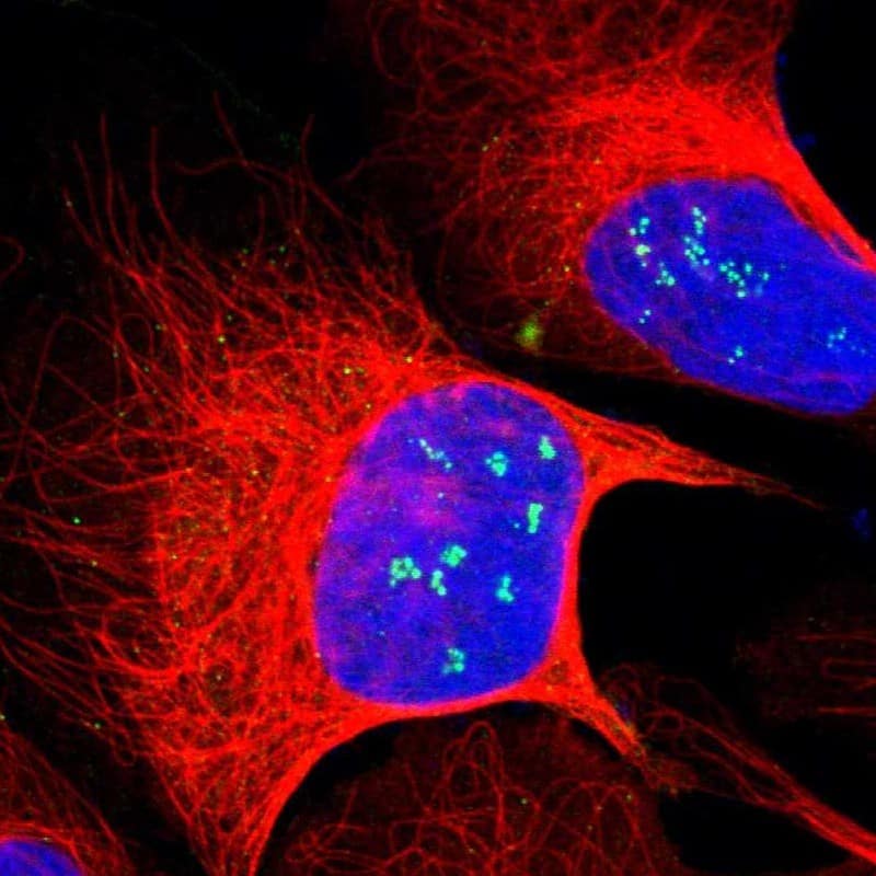 Staining of human cell line U-2 OS shows localization to nucleoli fibrillar center.