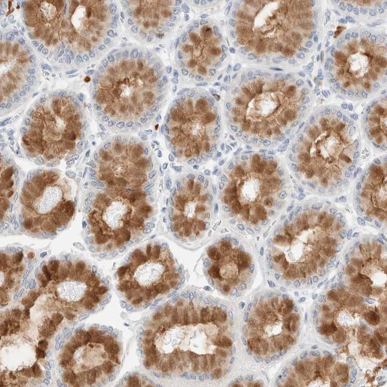 Staining of human stomach shows strong cytoplasmic positivity in glandular cells.