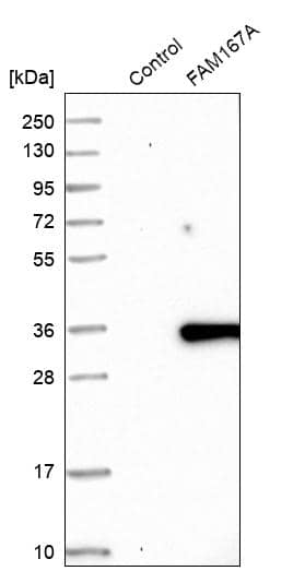Analysis in control (vector only transfected HEK293T lysate) and FAM167A over-expression lysate (Co-expressed with a C-terminal myc-DDK tag (~3.1 kDa) in mammalian HEK293T cells).