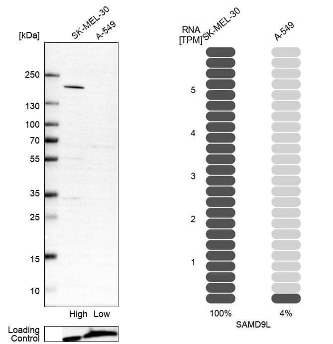 Western Blot SAMD9L Antibody - BSA Free
