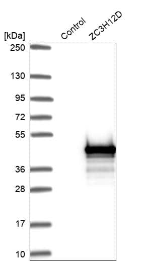 Analysis in control (vector only transfected HEK293T lysate) and ZC3H12D over-expression lysate (Co-expressed with a C-terminal myc-DDK tag (~3.1 kDa) in mammalian HEK293T cells).