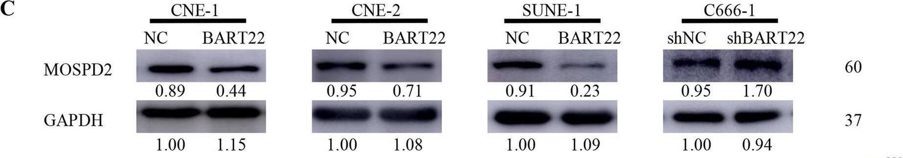MOSPD2 is a direct target of EBV-miR-BART22.A A Venn diagram depicting the overlap of target genes predicted by TargetScan (green), RNA-sequencing (red), DIANA (blue), and Vir-Mir (yellow). Putative target genes identified by this approach are listed. B Quantitative reverse transcription-polymerase chain reaction (qRT-PCR) analysis of EBV-miR-BART22 regulation on target genes in nasopharyngeal carcinoma cells. C Expression of MOSPD2 in indicated cells was examined by WB analysis. D The relative expression levels of MOSPD2 in normal nasopharyngeal tissues and nasopharyngeal tumors in the GEO data set for nasopharyngeal carcinoma. E The construction of luciferase reporter vectors with inserted WT or mutant MOSPD2 3′-UTR sequences. F Changes in the normalized reporter gene activities of WT and mutant MOSPD2 3′-UTR luciferase reporter constructs responded to the co-transfection of negative control (NC) or EBV-miR-BART22 mimic in T293 cells. G Representative photomicrographs of scratch wounds at 0 and 24 h after wounds were made. Quantitative measurement of wound gaps by Photoshop software. H Quantification of indicated migrating cells in 5 random fields analyzed by Transwell assays, respectively. I Quantification of indicated migrating cells in 5 random fields analyzed by invasion assays, respectively. J Expression of epithelial cell marker, mesenchymal cell marker,  beta -catenin, and MOSPD2 in indicated cells were examined by WB analysis. GAPDH was used as a loading control. Image collected and cropped by CiteAb from the following open publication (//pubmed.ncbi.nlm.nih.gov/35907914), licensed under a CC-BY license. Not internally tested by Novus Biologicals.